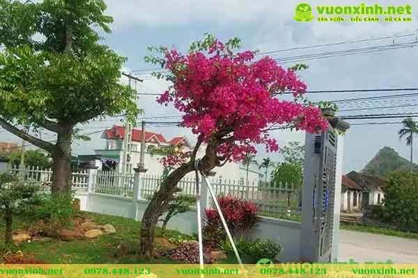 Mẫu Hồ cá koi sân vườn biệt thự