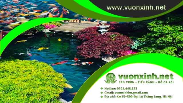 Thiết kế thi công hồ cá koi