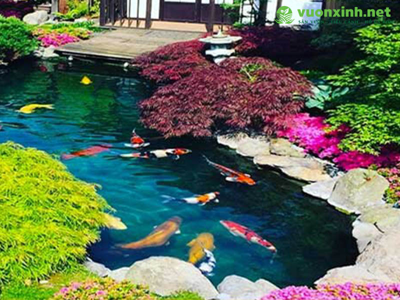 Dịch vụ bảo trì bảo dưỡng hồ cá koi