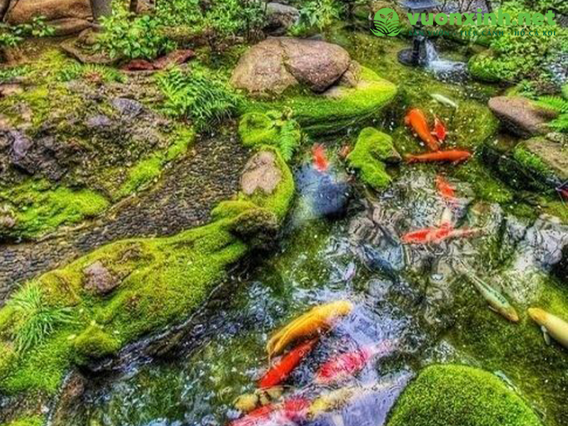 Dịch vụ bảo trì bảo dưỡng hồ cá koi