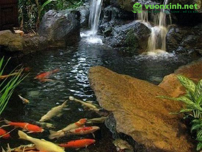 Dịch vụ bảo trì bảo dưỡng hồ cá koi