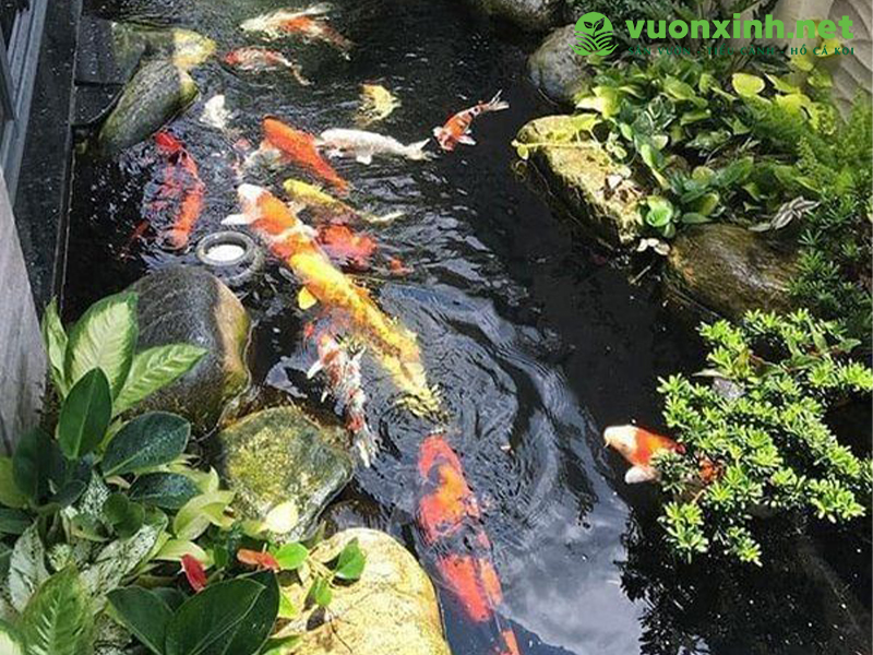 Dịch vụ bảo trì bảo dưỡng hồ cá koi