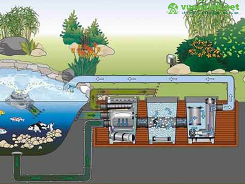Thiết kế hồ cá koi chuẩn đẹp