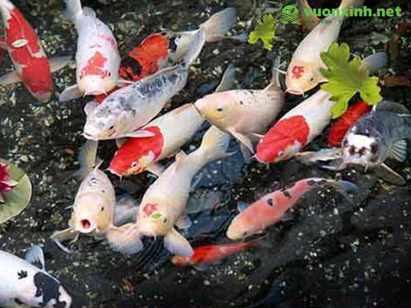 Thiết kế hồ cá koi chuẩn đẹp