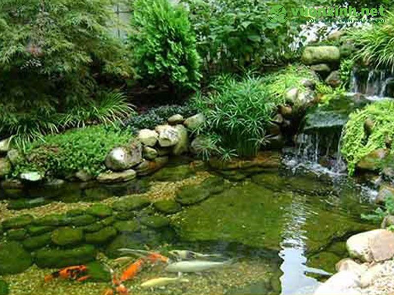 Thiết kế hồ cá koi chuẩn đẹp
