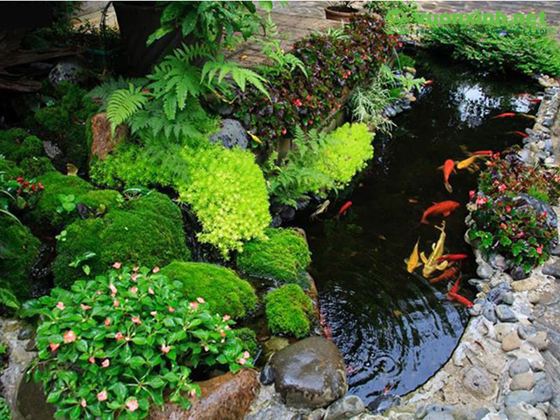 Thiết kế hồ cá koi chuẩn đẹp