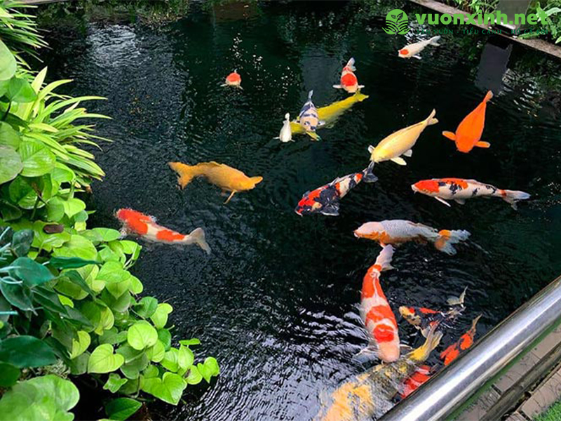 Cách nuôi cá koi trong bể kính