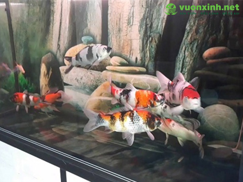 Cách nuôi cá koi trong bể kính