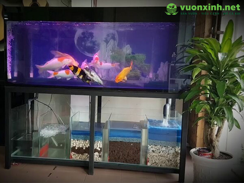 Cách nuôi cá koi trong bể kính