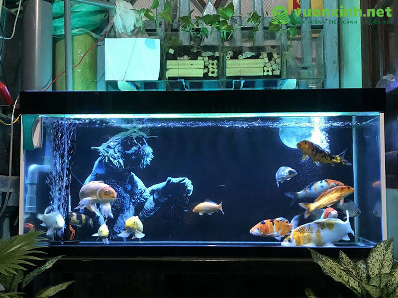 Cách nuôi cá koi trong bể kính