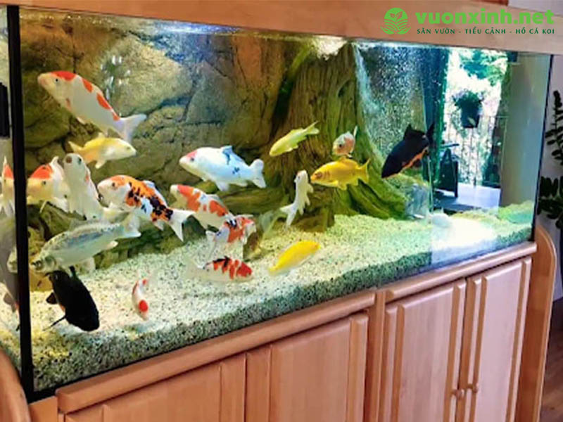 Cách nuôi cá koi trong bể kính