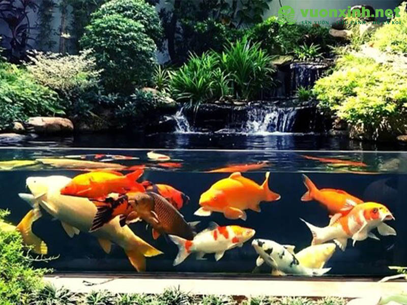 Cách nuôi cá koi trong bể kính