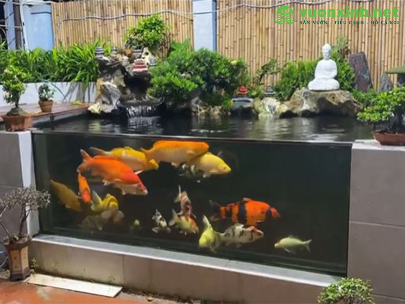 Cách nuôi cá koi trong bể kính