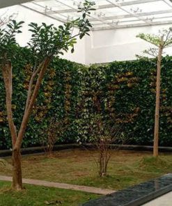 Vườn tường - Mẫu 05