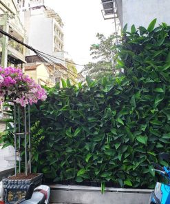 Vườn tường - Mẫu 03