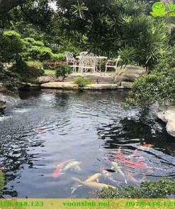 Mẫu Hồ cá koi sân vườn biệt thự