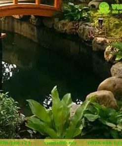 Mẫu hồ cá Koi sân vườn đá cuội