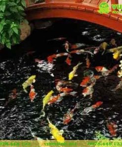 Mẫu hồ cá Koi sân vườn đá cuội