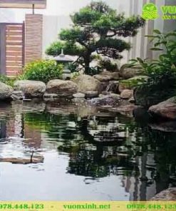 Mẫu hồ cá Koi sân vườn đá cuội