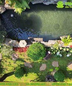 Mẫu hồ cá Koi sân vườn đá lũa