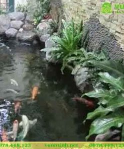 Mẫu hồ cá koi sân vườn phong thủy