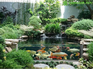 Cách nuôi cá koi trong bể kính